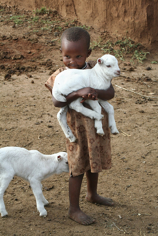 child africa lamb kenya people poverty 1060439 1
